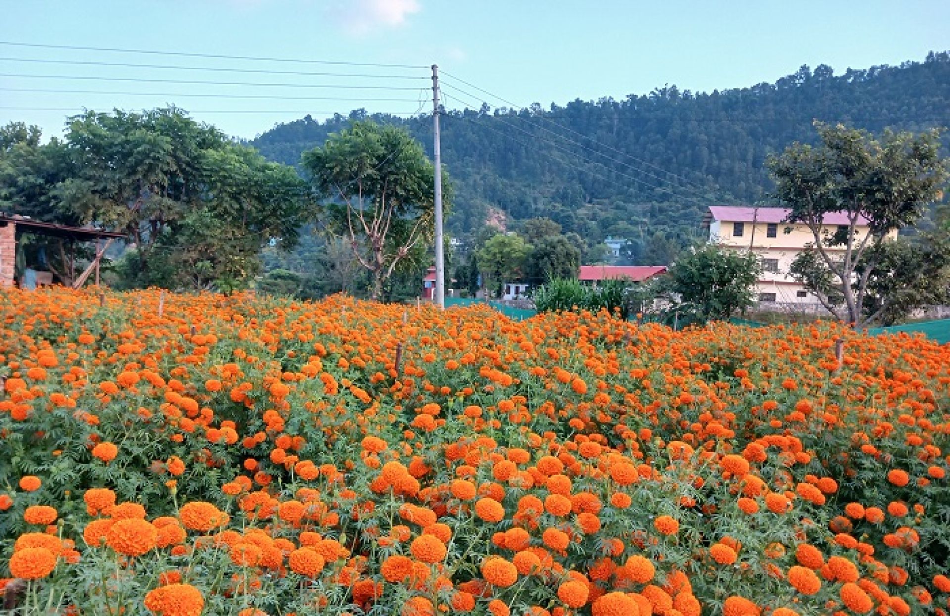 एउटै फार्मबाट दुई लाखको फूल बिक्री